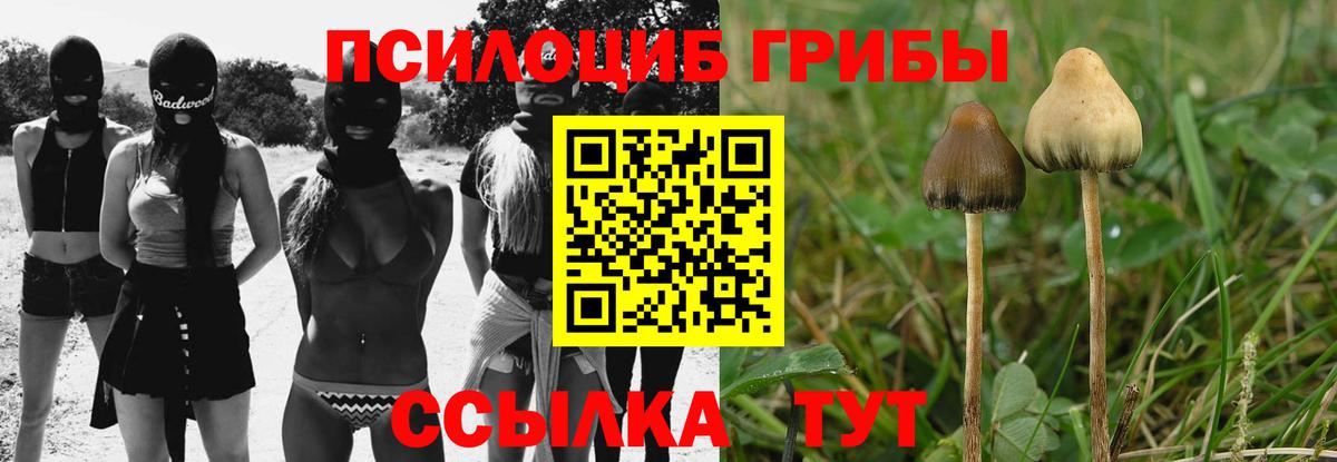 Галлюциногенные грибы Psilocybine cubensis Карабулак
